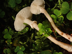 Cystoderma carcharias