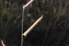 Bouteloua pectinata