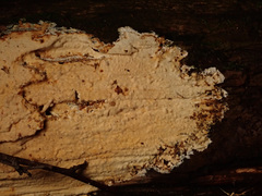 Asterostroma cervicolor