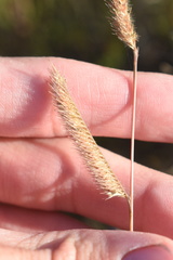 Bouteloua pectinata