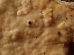 Asterostroma cervicolor