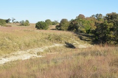 Bouteloua pectinata