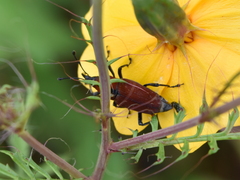 Rhodobaenus sanguineus