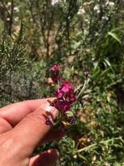 Lessertia excisa
