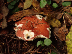 Russula velenovskyi