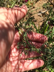 Lessertia excisa