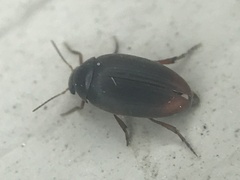 Eucinetus haemorrhoidalis