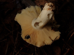 Russula velenovskyi