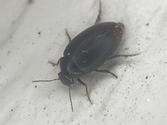 Eucinetus haemorrhoidalis