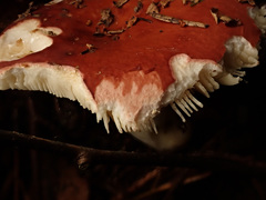 Russula velenovskyi