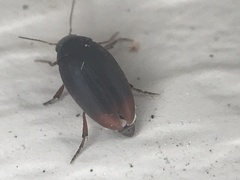 Eucinetus haemorrhoidalis