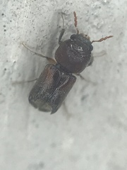 Xylobiops texanus