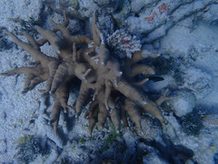 Porites cylindrica