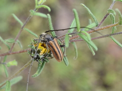 Neocrossidius trivittatus