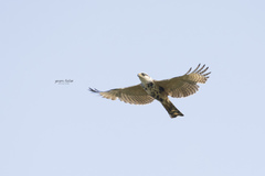 Buteo nitidus