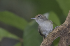 Dysithamnus mentalis