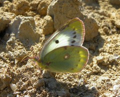 Colias erate