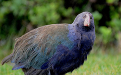 Porphyrio hochstetteri