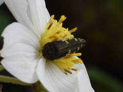 Acmaeodera flavopicta