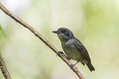Dysithamnus mentalis