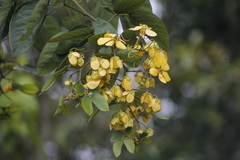 Cassiinae