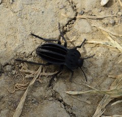 Alphasida holosericea