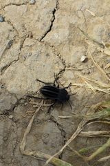 Alphasida holosericea