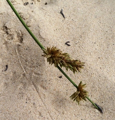 Cladoraphis cyperoides