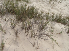 Cladoraphis cyperoides