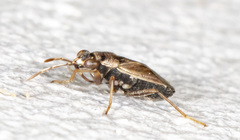 Geocoris bullatus