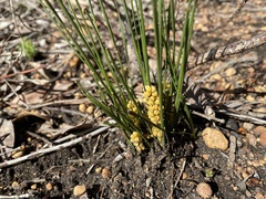 Lomandra caespitosa
