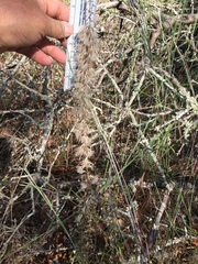 Liatris carrizana