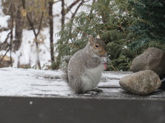 Sciurus carolinensis