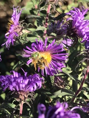 Agapostemon virescens