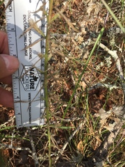 Liatris carrizana