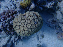 Lobophyllia corymbosa