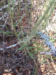 Liatris carrizana