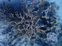 Porites cylindrica