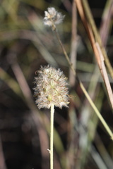Dalea aurea