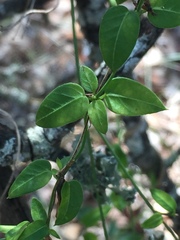Metastelma barbigerum