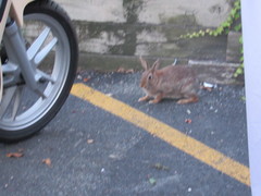 Sylvilagus floridanus