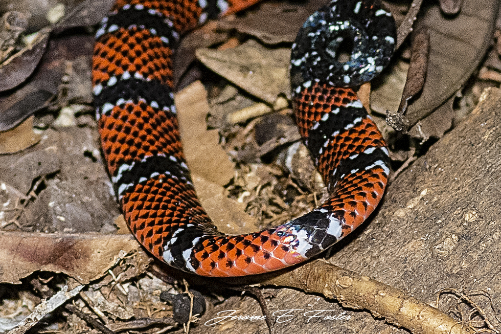 Trinidad Northern Coralsnake