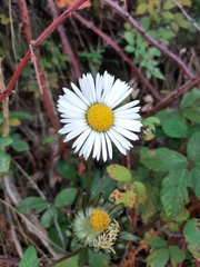 Bellis sylvestris