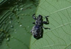 Curculionoidea