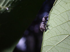 Curculionoidea