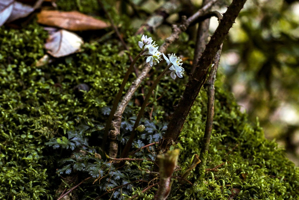 Coptis ramosa