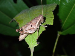 Acrididae