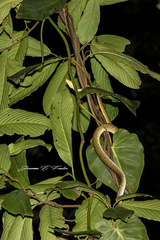 Corallus ruschenbergerii