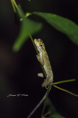 Anolis planiceps
