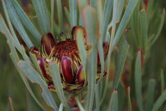 Protea acuminata